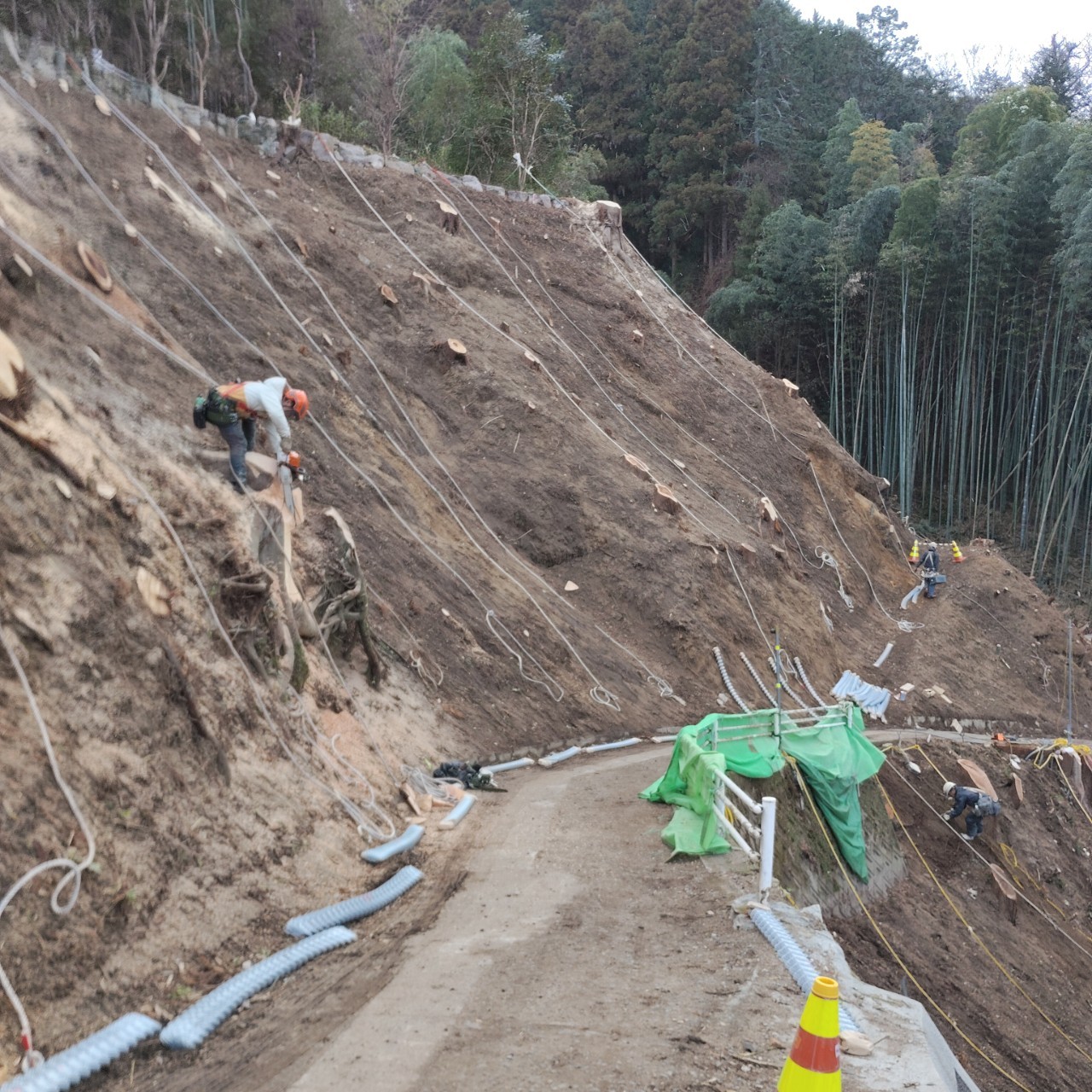 伐木伐採　完成